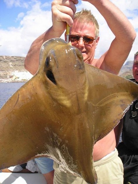 cownose ray Cavalier & Blue Marlin Sport Fishing Gran Canaria