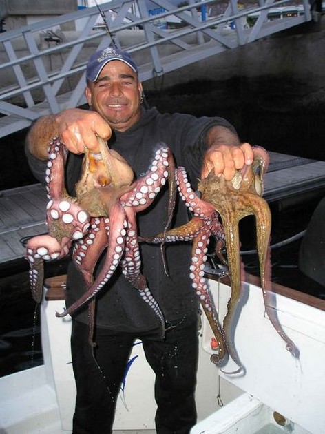 octopus Cavalier & Blue Marlin Sport Fishing Gran Canaria