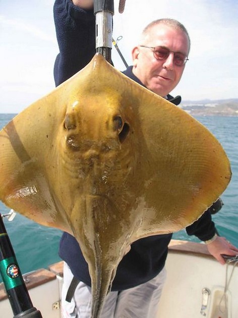 common stingray Cavalier & Blue Marlin Sport Fishing Gran Canaria