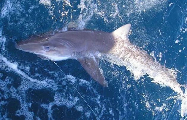 tope Cavalier & Blue Marlin Sport Fishing Gran Canaria