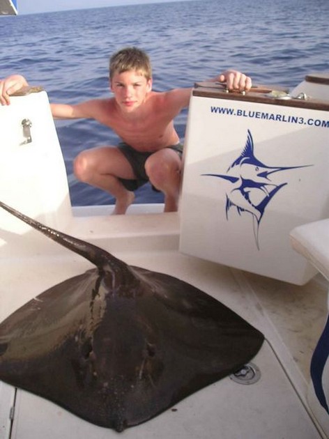 common stingray Cavalier & Blue Marlin Sport Fishing Gran Canaria