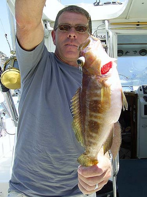 comber Cavalier & Blue Marlin Sport Fishing Gran Canaria