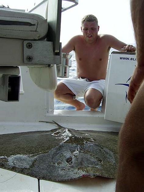 butterfly ray Cavalier & Blue Marlin Sport Fishing Gran Canaria