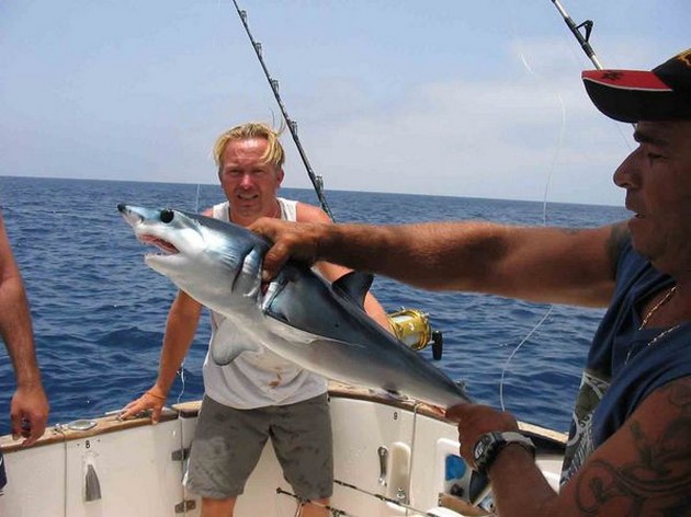 blue shark Cavalier & Blue Marlin Sport Fishing Gran Canaria