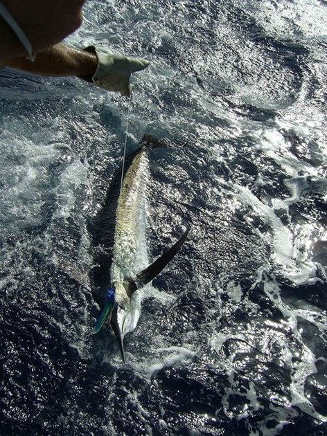 blue marlin Cavalier & Blue Marlin Sport Fishing Gran Canaria