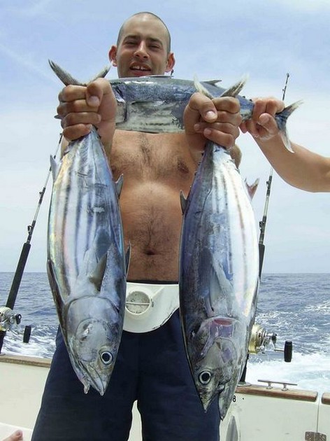 skipjack tuna Cavalier & Blue Marlin Sport Fishing Gran Canaria