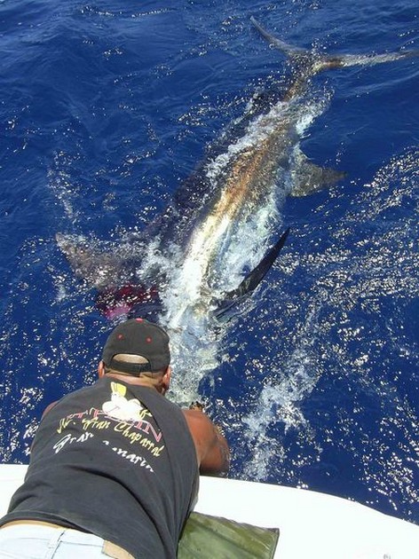 blue marlin Cavalier & Blue Marlin Sport Fishing Gran Canaria