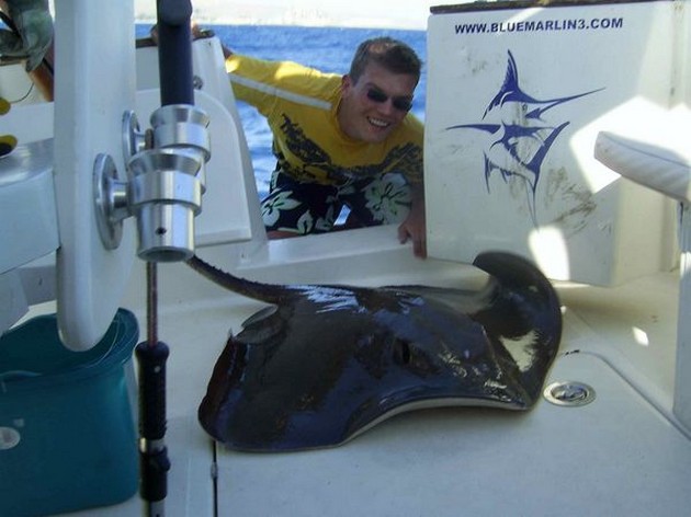 common stingray Cavalier & Blue Marlin Sport Fishing Gran Canaria