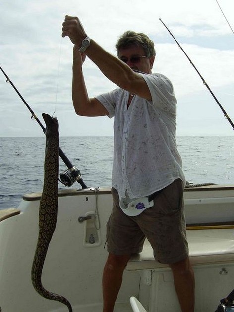 tiger moray Cavalier & Blue Marlin Sport Fishing Gran Canaria