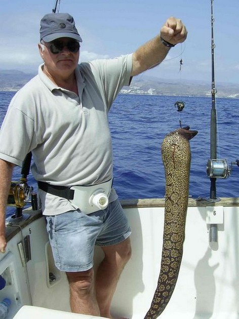 tiger moray Cavalier & Blue Marlin Sport Fishing Gran Canaria