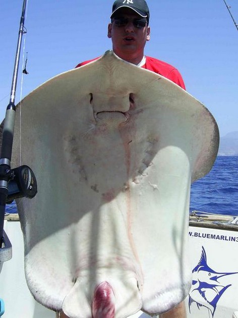 common stingray Cavalier & Blue Marlin Sport Fishing Gran Canaria