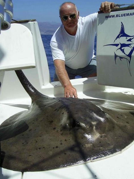 round stingray Cavalier & Blue Marlin Sport Fishing Gran Canaria