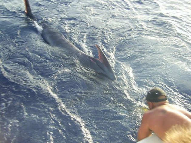 blue marlin Cavalier & Blue Marlin Sport Fishing Gran Canaria