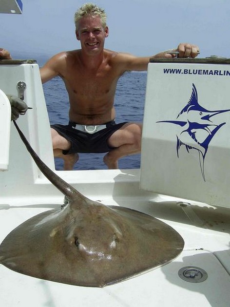 common stingray Cavalier & Blue Marlin Sport Fishing Gran Canaria