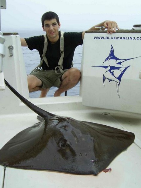 common stingray Cavalier & Blue Marlin Sport Fishing Gran Canaria