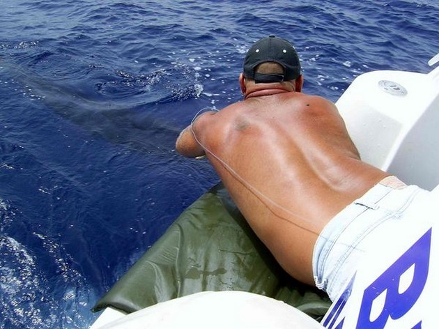 blue marlin Cavalier & Blue Marlin Sport Fishing Gran Canaria