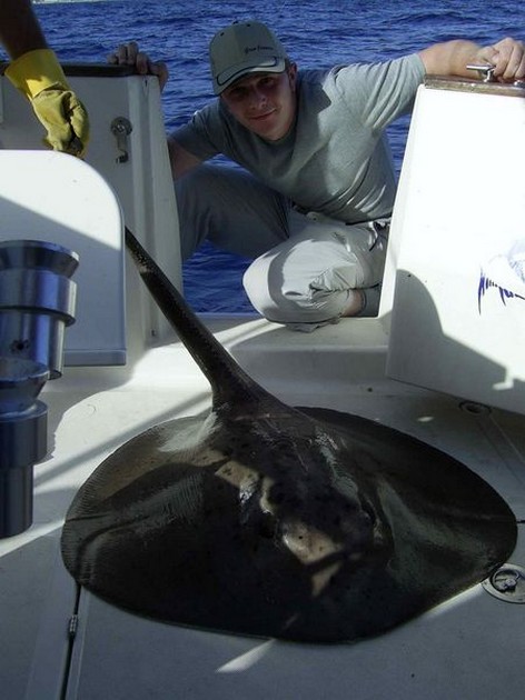 round stingray Cavalier & Blue Marlin Sport Fishing Gran Canaria