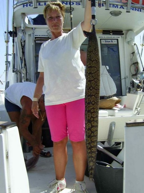 tiger moray Cavalier & Blue Marlin Sport Fishing Gran Canaria