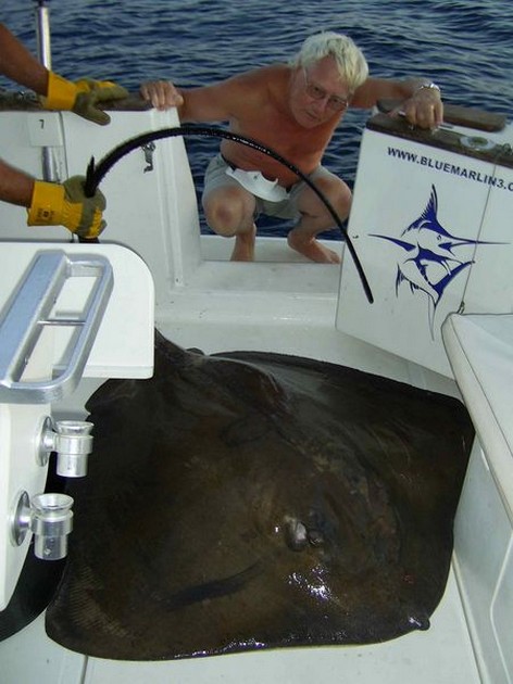 common stingray Cavalier & Blue Marlin Sport Fishing Gran Canaria