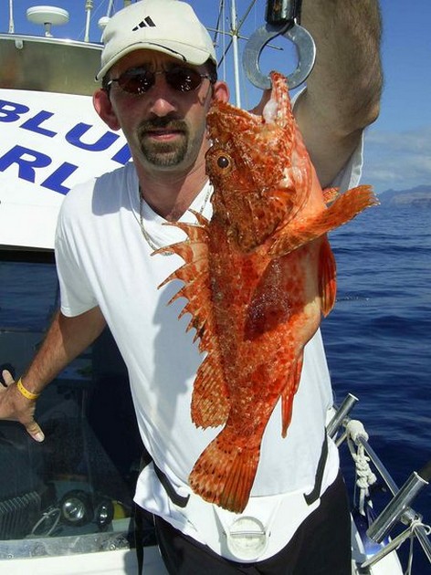 scorpionfish Cavalier & Blue Marlin Sport Fishing Gran Canaria