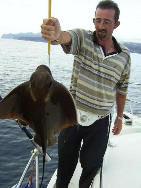 cownose ray Cavalier & Blue Marlin Sport Fishing Gran Canaria