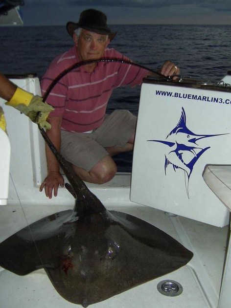 common stingray Cavalier & Blue Marlin Sport Fishing Gran Canaria