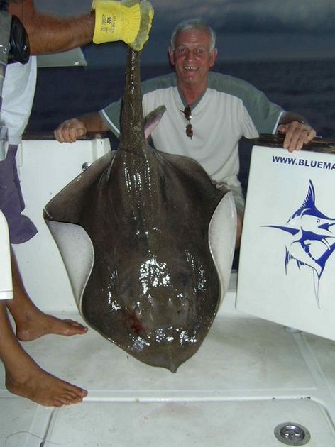 common stingray Cavalier & Blue Marlin Sport Fishing Gran Canaria