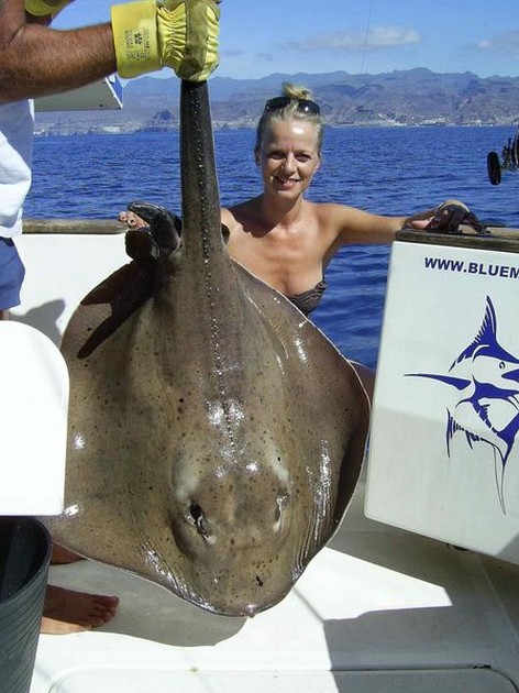 roughtail stingray Cavalier & Blue Marlin Sport Fishing Gran Canaria