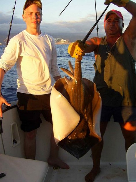 common stingray Cavalier & Blue Marlin Sport Fishing Gran Canaria