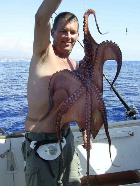 octopus Cavalier & Blue Marlin Sport Fishing Gran Canaria