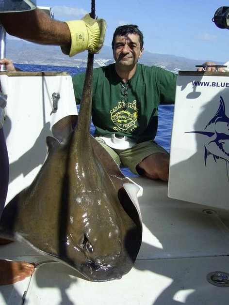 common stingray Cavalier & Blue Marlin Sport Fishing Gran Canaria
