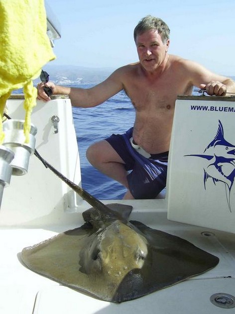common stingray Cavalier & Blue Marlin Sport Fishing Gran Canaria