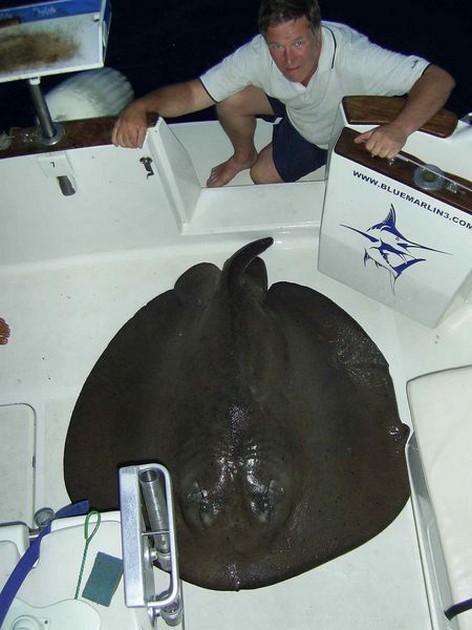 roughtail stingray Cavalier & Blue Marlin Sport Fishing Gran Canaria