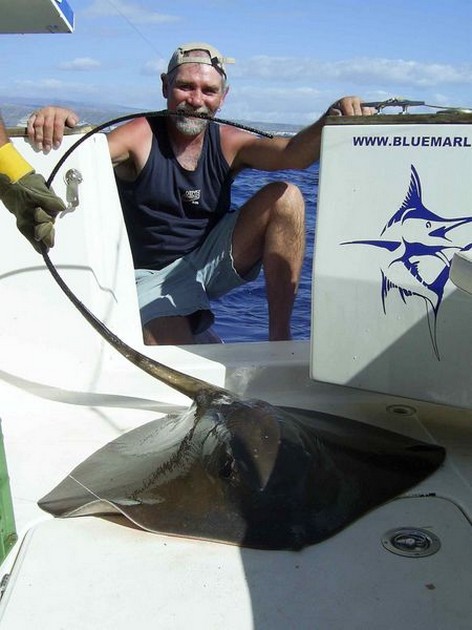 common stingray Cavalier & Blue Marlin Sport Fishing Gran Canaria