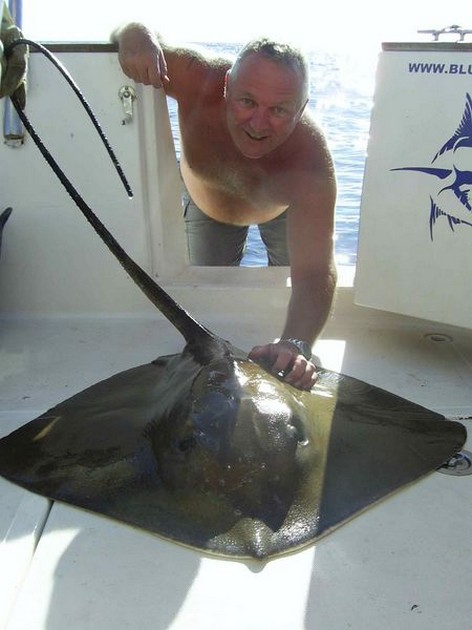 common stingray Cavalier & Blue Marlin Sport Fishing Gran Canaria