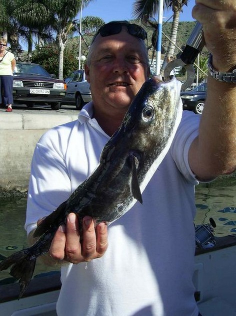 pufferfish Cavalier & Blue Marlin Sport Fishing Gran Canaria