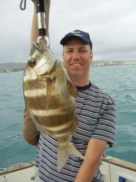 zebra seabream Cavalier & Blue Marlin Sport Fishing Gran Canaria