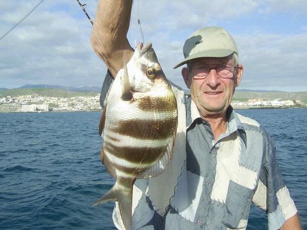 zebra seabream Cavalier & Blue Marlin Sport Fishing Gran Canaria