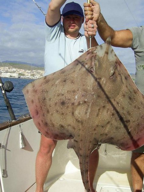 thornback ray Cavalier & Blue Marlin Sport Fishing Gran Canaria