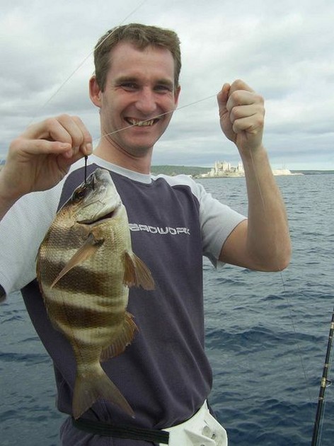 zebra seabream Cavalier & Blue Marlin Sport Fishing Gran Canaria