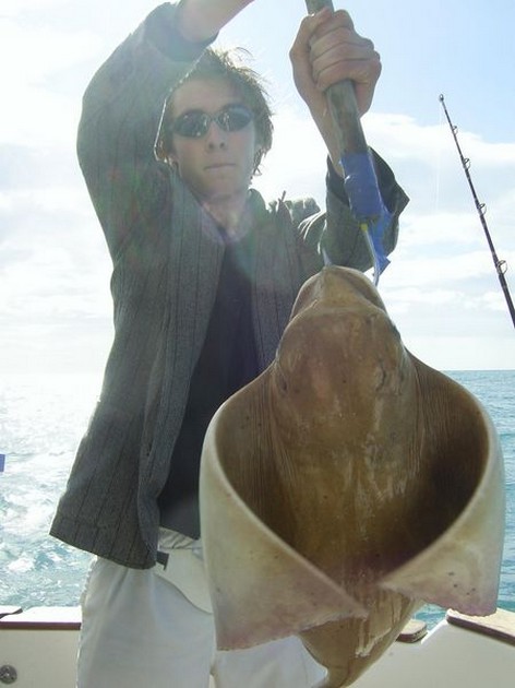 cownose ray Cavalier & Blue Marlin Sport Fishing Gran Canaria