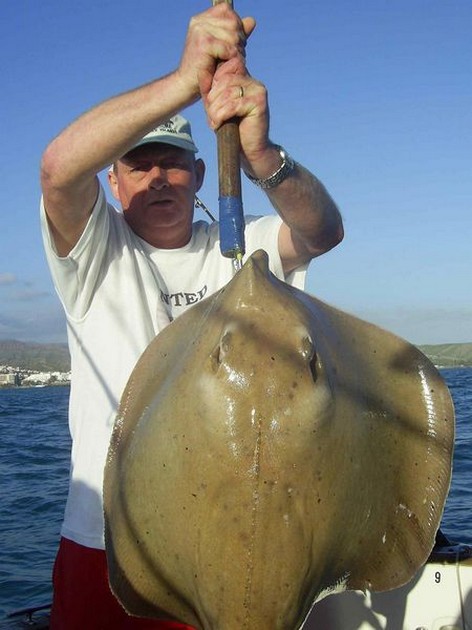 cownose ray Cavalier & Blue Marlin Sport Fishing Gran Canaria