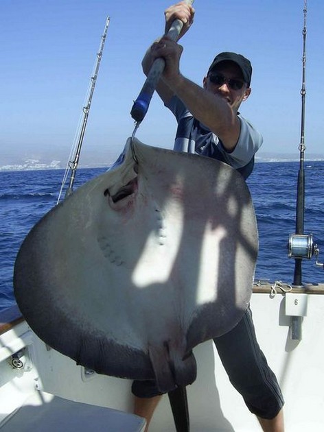 round stingray Cavalier & Blue Marlin Sport Fishing Gran Canaria