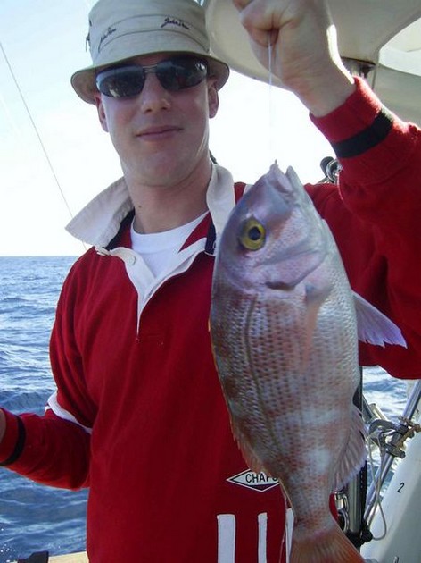 redbanded seabream Cavalier & Blue Marlin Sport Fishing Gran Canaria