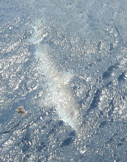 tope Cavalier & Blue Marlin Sport Fishing Gran Canaria