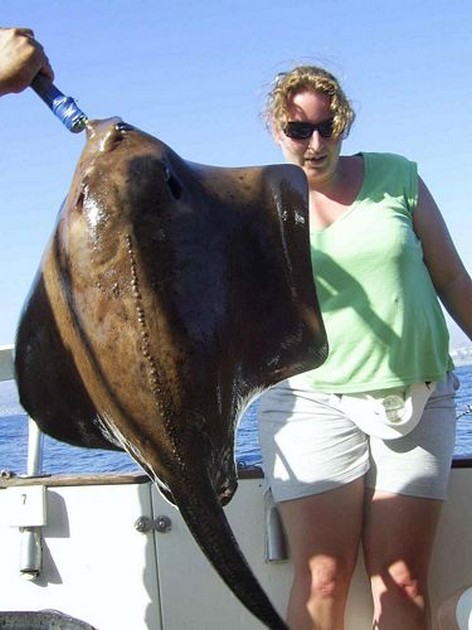 roughtail stingray Cavalier & Blue Marlin Sport Fishing Gran Canaria