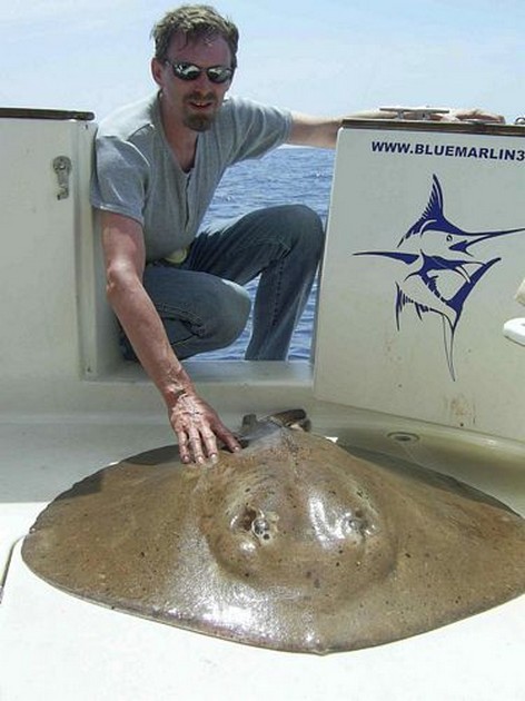 common stingray Cavalier & Blue Marlin Sport Fishing Gran Canaria
