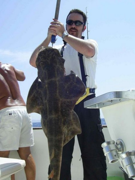angel shark Cavalier & Blue Marlin Sport Fishing Gran Canaria