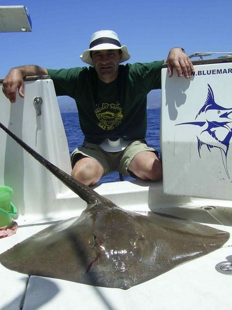common stingray Cavalier & Blue Marlin Sport Fishing Gran Canaria
