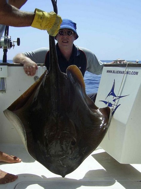 roughtail stingray Cavalier & Blue Marlin Sport Fishing Gran Canaria
